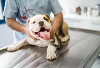 Common Health Conditions among Pets | Article Thumbnail