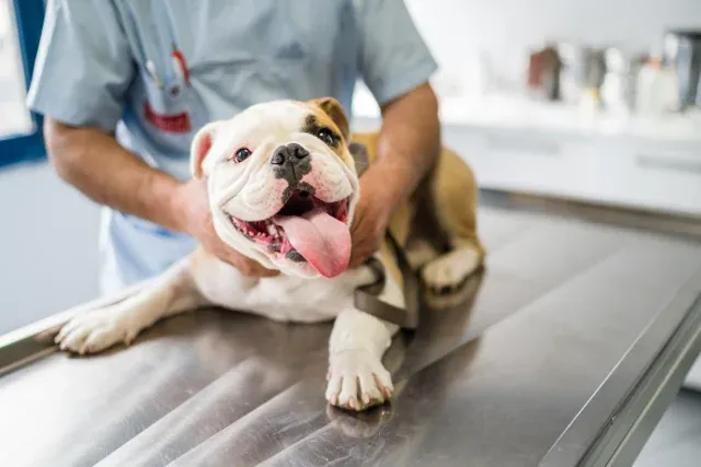 Common Health Conditions among Pets | Blog Post