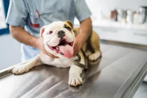 Common Health Conditions among Pets