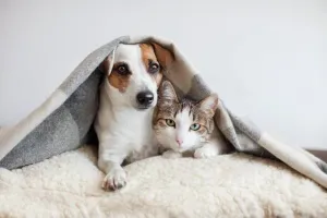 Do You Need To Buy Pet Insurance?