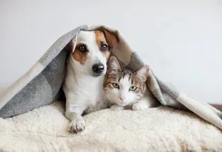 Do You Need To Buy Pet Insurance? | Article Thumbnail