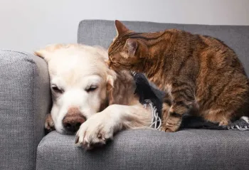 How To Look For Insurance Options | Pet Insurance Quotes | Article Thumbnail