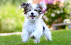 An adorable puppy running on vibrant green grass