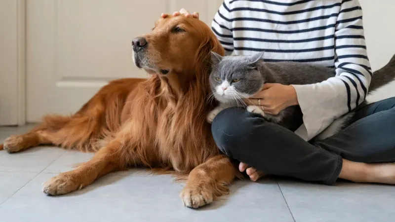Pet Insurance: Is it worth your money? | Blog Post