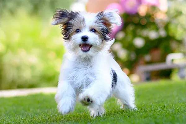 Pet Insurance: Is it worth your money? | Blog Post